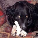 Chase was adopted in February, 2005
